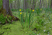Schwarzerle, Alnus glutinosa, Gelbe Schwertlilie, Iris pseudacorus, Erlenbruchwald, Sachsen-Anhalt, Deutschland