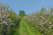 Apfel, Malus domestica, blühende Apfelbäume in einer Apfelplantage, Altes Land, Niedersachsen, Deutschland
