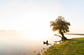  Morning mood on the Elbe, Elbe River Landscape Biosphere Reserve, Lower Saxony, Germany 