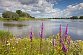 Blick auf die Elbe, Biosphärenreservat Flusslandschaft Elbe, Niedersachsen, Deutschland