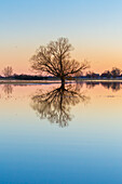  Sunset mood in the Elbe valley, flood, Elbe valley biosphere reserve, Lower Saxony, Germany 