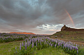 Regenbogen ueber der Landschaft am See Prestholalon, Nordurland eystra, Island