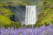  Skogafoss, 63m high waterfall with blooming lupins, summer, Iceland 