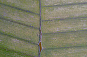  Fields on the Eiderstedt peninsula, North Friesland, Schleswig-Holstein, Germany 