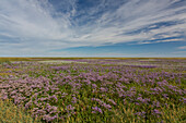  Sea lavender, Limonium vulgare, flowering lilac in ungrazed salt marsh, Wadden Sea National Park, Schleswig-Holstein, Germany 