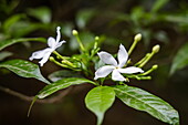  Flower detail, Kaukhali (Kawkhali), Pirojpur District, Bangladesh, Asia 