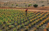 Aloe vera plants commercial cultivation, Tiscamanita, Fuerteventura, Canary Islands, Spain