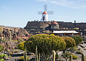 Cactus plants and windmill Jardin de Cactus designed by César Manrique, Guatiza. Lanzarote, Canary Islands, Spain