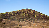  Grüne Euphorbia balsamifera-Büsche breiten sich über vulkanische Hügel in der Nähe von El Golfo, Lanzarote, Kanarische Inseln, Spanien aus 