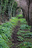 Weg durch einen Tunnel, der durch Vegetation gebildet wird, Alderton, Suffolk, England, Großbritannien