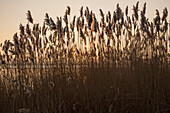 Schilf Winter Sonnenuntergang, Fluss Deben, Ramsholt, Suffolk, England, Großbritannien