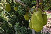  Giant jackfruit on the tree, Cai Lay (Cái Lậy), Tien Giang (Tiền Giang), Vietnam, Asia 