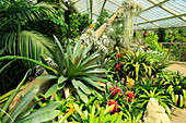 Tropical rainforest environment inside the Princess of Wales conservatory, Royal Botanic Gardens, Kew, London, England, UK
