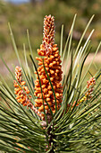 Kegelknospe der Seekiefer, Pinus pinaster, Algarve, Portugal im Frühling
