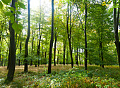 Buchen im Frühherbst, Savernake Wald, in der Nähe von Marlborough, Wiltshire, England, Großbritannien