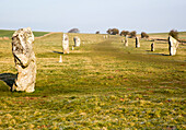 Lines of standing sarsen stones form the Avenue, Avebury World Heritage site, Wiltshire, England, UK
