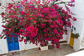 Red flowers of bougainvillea plant, Nyctaginaceae, village of Nijar, Almeria, Spain