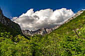 Buchenwälder in der Schlucht Velika Paklenica im Nationalpark Paklenica, Kroatien, Europa 