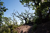  Gnarled trees on the Löbbeckestieg hiking trail in the Harz Mountains, ridge path leads over the Teufelsmauer, Timmenrode, Saxony-Anhalt, Germany 