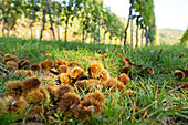 Reife Esskastanien liegen auf dem Boden vor einem Weinberg; Maikammer; Rheinland-Pfalz; Deutschland