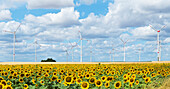  Sunflower field with wind turbines against a blue cloudy sky, Alzey, Rhineland-Palatinate, Germany 