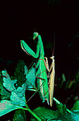 Europäische Gottesanbeterin (Mantis Religiosa) Erwachsenenpaar, Paarung, Spanien