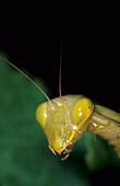 Europäische Gottesanbeterin (Mantis religiosa) Kopf