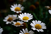  White flower with yellow pistil of a daisy (Leucanthemum), Jena, Thuringia, Germany 