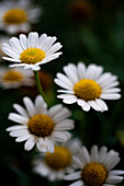 Weiße Blüte mit gelben Stempel einer Margerite (Leucanthemum), Jena, Thüringen, Deutschland