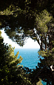 Blick durch die Bäume auf das Mittelmeer in Monaco