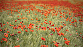  Poppy field in Provence in France 