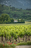  Wine-growing region in Provence, France 