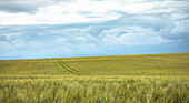  Barley field in Provence in France 