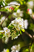  Apple blossoms in spring light, Bavaria, Germany, Europe 