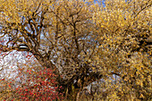 Weidenbaum an einem sonnigen Nebelmorgen im Murnauer Moos im Herbst, Murnau, Bayern, Deutschland, Europa