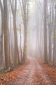 Morgennebel in einem herbstlichen Buchenwald nahe Kloster Andechs, Bayern, Deutschland