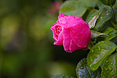  The blossom of a rose after a summer rain, Bavaria, Germany 