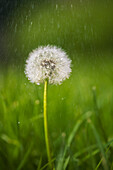 Pusteblume im Sommerregen, Bayern, Deutschland