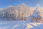 Winter im Weilheimer Moos, Weilheim, Bayern, Deutschland, Europa