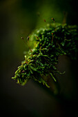  Moss on a branch in the forest, Bavaria, Germany 