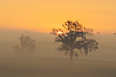  Foggy morning near Habach, Bavaria, Germany 