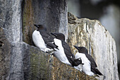  Thick-billed guillemots (Uria lomvia) at the bird cliff Alkefjellet, guillemot cliff in the Hinlopen Strait, main attraction are thick-billed guillemots, Spitsbergen, Svalbard, Norway, Arctic 