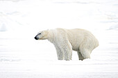 Eisbär (Ursus maritimus) auf Eis und Schnee im Lomfjorden, Spitzbergen, Svalbard, Norwegen, Arktis