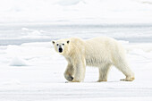  Polar bear (Ursus maritimus) on ice and snow in Lomfjorden, Spitsbergen, Svalbard, Norway, Arctic 