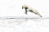  Polar bear (Ursus maritimus) jumping from the ice into the water of the North Polar Ocean, Lomfjorden, Spitsbergen, Svalbard, Norway, Arctic 