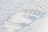  Polar bear footprint in the snow, Spitsbergen, Svalbard, Norway, Arctic 
