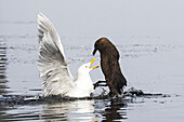 Eine Eismöwe (Larus hyperboreus) streitet mit einer Skua Stercorarius skua) streiten im Meer, Alkefjellet, Spitzbergen, Svalbard, Norwegen, Arktis