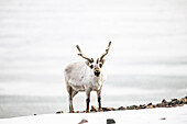  Spitsbergen reindeer (Rangifer tarandus platyrhynchus) in the Arctic landscape, Spitsbergen, Svalbard, Norway, Arctic 