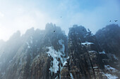 Vogelfelsen Alkefjellet, Lummenfelsen in der Hinlopenstraße, Hauptattraktion sind Dickschnabellummen, Spitzbergen, Svalbard, Norwegen, Arktis