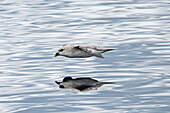 Northern Fulmar (Fulmarus glacialis) flying, Spitsbergen, Svalbard, Norway, Arctic